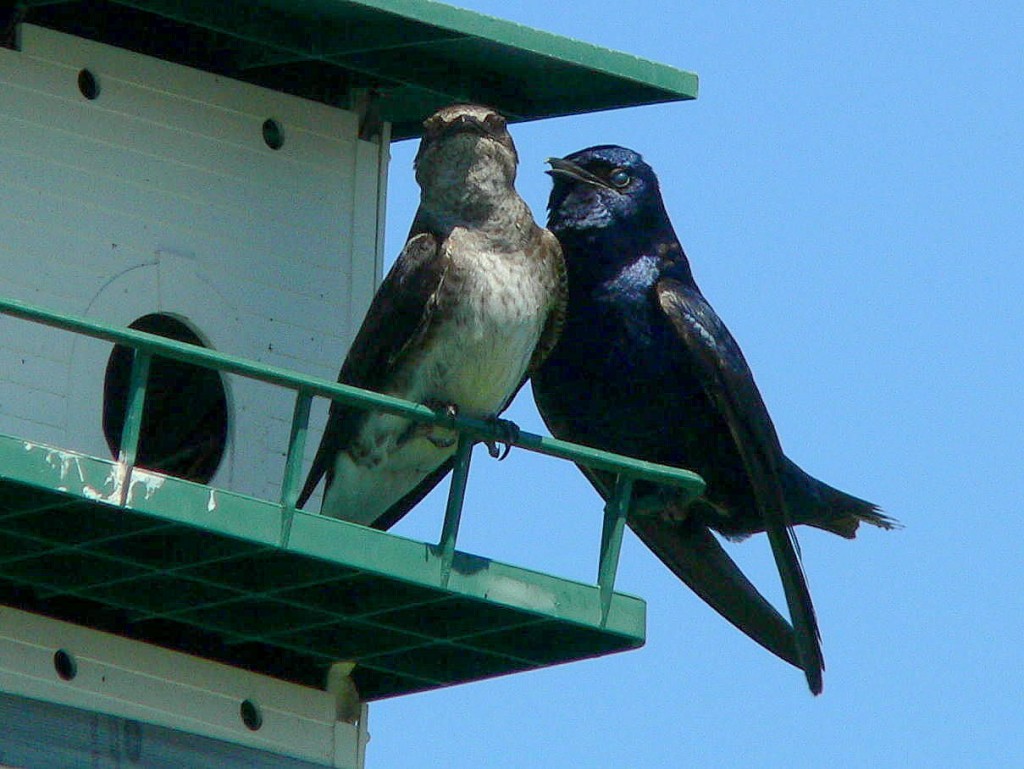 Calendar of Purple Martin Arrivals and Departures at Beaconsfield